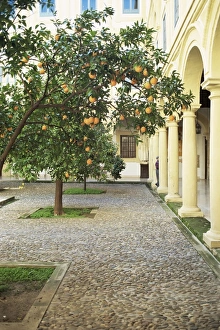 European Fruit Trees Prints: Orange tree in courtyard