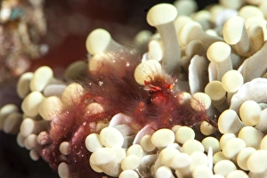 Orangutan crab (Achaeus japonicus) a decorator crab, Sulawesi, Indonesia, Southeast Asia Orangutan crab (Achaeus japonicus) a decorator crab, Sulawesi, Indonesia, Southeast Asia