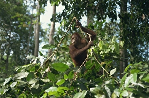 Orangutan, Sepilok Orangutan Rehabilitation Center Orangutan, Sepilok Orangutan Rehabilitation Center