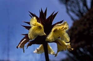 Tropical Flower Prints: Orectanthe sceptrum, summit of Mount Roraima, Venezuela, South America