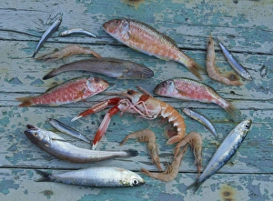Mediterranean Seafood Prints: Overhead view of a selection of fish