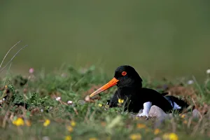 Oystercatcher (Haematopus ostralegus) on nest, South Walney Reserve, Cumbria Oystercatcher (Haematopus ostralegus) on nest, South Walney Reserve, Cumbria