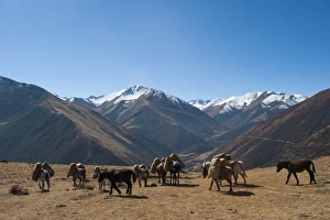 Pack horses cross a small pass near Goyul along the Lasa to Gasa trekking route, Bhutan Pack horses cross a small pass near Goyul along the Lasa to Gasa trekking route, Bhutan