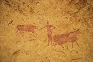 Cave Paintings Collection: Painting with herdsman tending cattle on cave wall, Tassili Plateau, Algeria