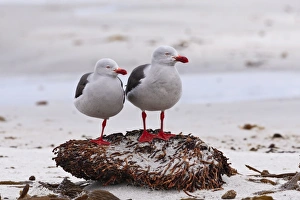 Pair of Dolphin gulls (Leucophaeus scoresbii) on a seaweed covered rock, Sea Lion Island Pair of Dolphin gulls (Leucophaeus scoresbii) on a seaweed covered rock, Sea Lion Island