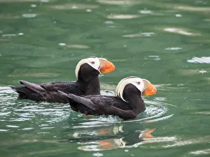 A pair of tufted puffins (Fratercula cirrhata), South Marble Island, Glacier Bay National A pair of tufted puffins (Fratercula cirrhata), South Marble Island, Glacier Bay National