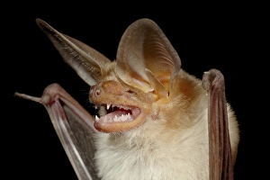 Pallid bat (Antrozous pallidus) in captivity, Hidalgo County, New Mexico, United States of America, North America Pallid bat (Antrozous pallidus) in captivity, Hidalgo County, New Mexico, United States of America, North America