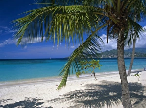 Prints of Palm tee and beach, Grand Anse beach, Grenada, Windward Islands, Caribbean, West Indies, Central America Grenada Prints: Grand Anse Beach Print