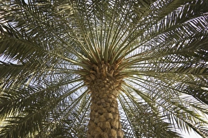Palm Tree Silhouette Prints: Palm tree