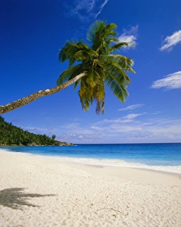 Peaceful Beach Scene Prints: Palm tree and beach