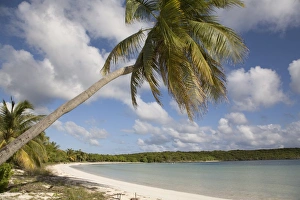 Palm tree and sandy beach in Sun Bay in Vieques, Puerto Rico, West Indies Palm tree and sandy beach in Sun Bay in Vieques, Puerto Rico, West Indies