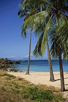 Central America Beach Vacation Prints: Palm trees