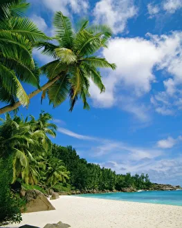 Prints of Palm trees and beach, Seychelles Seychelles Prints: Palm Trees and Beach Print, Seychelles Landscape