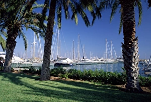 Mallorca Harbour Prints: Palm trees and harbour