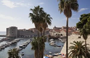 Images Dated 28th October 2011: Palm trees and the harbour, Dubrovnik Old Town, Dubrovnik, Croatia, Europe