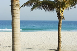 Palm trees, Jumeirah Beach, Dubai, United Arab Emirates, Middle East Palm trees, Jumeirah Beach, Dubai, United Arab Emirates, Middle East