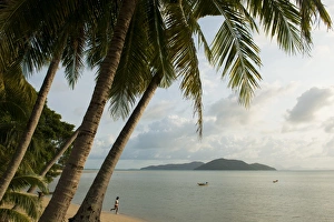 Palm trees, Thong Krut Beach, Ko Samui Island, Surat Thani, Thailand, Southeast Asia, Asia Palm trees, Thong Krut Beach, Ko Samui Island, Surat Thani, Thailand, Southeast Asia, Asia