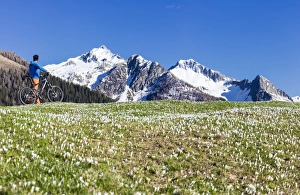 Panorama of cyclist with mountain bike framed by crocus in bloom, Albaredo Valley Panorama of cyclist with mountain bike framed by crocus in bloom, Albaredo Valley