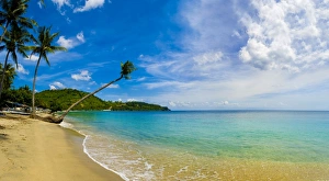 Panorama of an overhanging palm tree at Nippah Beach on tropical Lombok Island, Indonesia Panorama of an overhanging palm tree at Nippah Beach on tropical Lombok Island, Indonesia