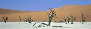 Dead Vlei Landscape Prints: Panoramic view of sand dunes and dead trees