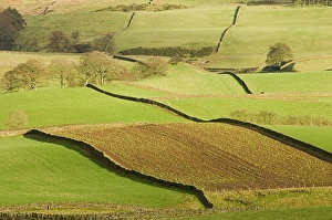 Cumbria Landscape Prints: Patchwork of fields, lower slopes of Pennines, Eden Valley, Cumbria, England