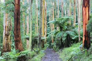 Path through forest, Dandenong Ranges, Victoria, Australia, Pacific Path through forest, Dandenong Ranges, Victoria, Australia, Pacific