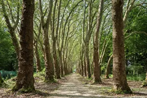 Images Dated 4th August 2025: Plane Tree Aisle Print