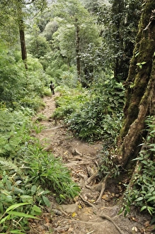 Path through rainforest to summit of Fansipan, Hoang Lien Mountains, Vietnam Path through rainforest to summit of Fansipan, Hoang Lien Mountains, Vietnam