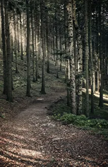 Italian Waterfalls Prints: Path in the woods with sun light filtering through the trees, Dardagna Waterfalls