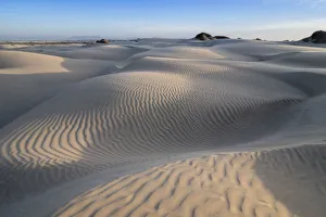 Sand Dollar Beach Dunes Print
