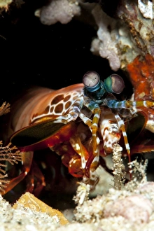 Peacock mantis shrimp (Odontodactylus scyallarus), Sulawesi, Indonesia, Southeast Asia, Asia Peacock mantis shrimp (Odontodactylus scyallarus), Sulawesi, Indonesia, Southeast Asia, Asia