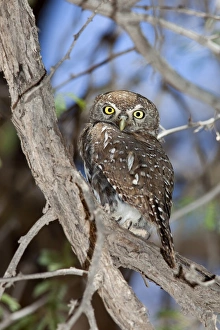 Pearl spotted owlet (Glaucidium perlatum), Kgalagadi Transfrontier Park Pearl spotted owlet (Glaucidium perlatum), Kgalagadi Transfrontier Park