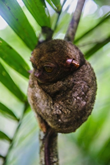 Philippine tarsier (Carlito syrichta), smallest monkey in the world, Bohol, Philippines, Southeast Asia, Asia Philippine tarsier (Carlito syrichta), smallest monkey in the world, Bohol, Philippines, Southeast Asia, Asia