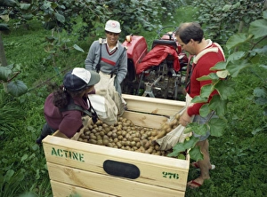 Pacific Island Photography Prints: Pickers unloading kiwi fruit into a trailer amongst