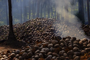 Tropical Botany Images Prints: Piles of coconuts on Koh Samui