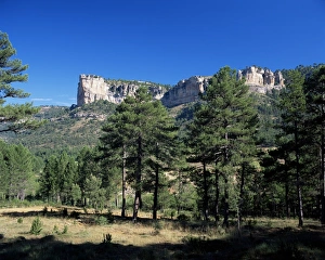 Pine Tree Landscape Europe Prints: Pine forest and cliffs above the Jucar Gorge