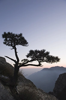 China UNESCO World Heritage Site Prints: Pine tree silhouetted at dusk on Lushan mountain, UNESCO World Heritage Site