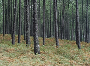 Tree Trunks In Europe Prints: Pine tree trunks, Landes forest, near Lit et Mixe, Landes, Aquitaine, France, Europe