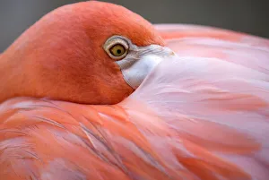 Pink flamingo in Curacao, Netherlands Antilles, Caribbean, Central America Pink flamingo in Curacao, Netherlands Antilles, Caribbean, Central America