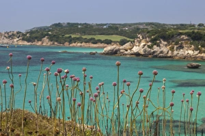 Pink flowers of the inland frame the turquoise sea in summer, Sperone, Bonifacio Pink flowers of the inland frame the turquoise sea in summer, Sperone, Bonifacio