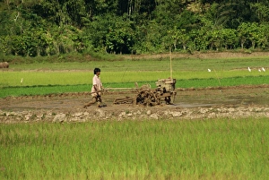 Southeast Asia Rice Cultivation Prints: Ploughing paddy fields