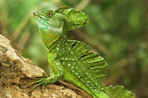 Costa Rica Wildlife Prints: Plumed Basilisk (Jesus Christ Lizard)