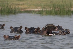 A pod of Hippopotamus (Hippopotamus amphibius), in Lake Gipe, Tsavo, Kenya, East Africa A pod of Hippopotamus (Hippopotamus amphibius), in Lake Gipe, Tsavo, Kenya, East Africa