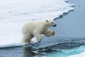 Polar bear cub (Ursus maritimus) jumping over the water, Spitsbergen Island, Svalbard archipelago Polar bear cub (Ursus maritimus) jumping over the water, Spitsbergen Island, Svalbard archipelago