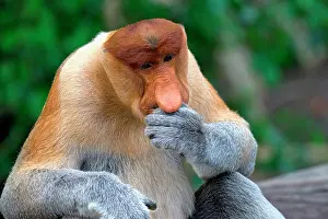 Borneo Wildlife Prints: Portrait of a Proboscis monkey thinking in Borneo, Malaysia