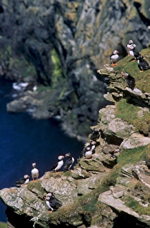 European Coastlines Photography Prints: Puffins on cliffs