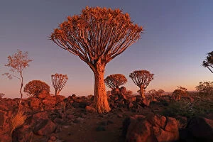 Keetmanshoop Collection: Quiver Tree Forest, Keetmanshoop, Southern Namibia, Africa