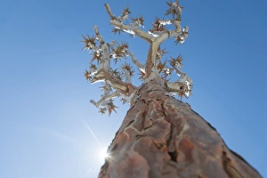 The Quiver Tree in Namibia gets its name from the San people who used the tubular The Quiver Tree in Namibia gets its name from the San people who used the tubular
