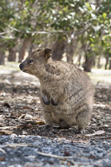 Quokka (Setonix brachyurus), Rottnest Island, Australia, Pacific Quokka (Setonix brachyurus), Rottnest Island, Australia, Pacific