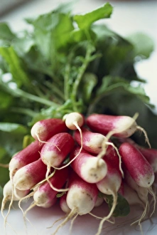 Vegetable Garden Photos Prints: Radishes